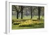 Daffodils, Green Park, London, England, United Kingdom, Europe-Stuart Black-Framed Photographic Print