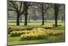 Daffodils, Green Park, London, England, United Kingdom, Europe-Stuart Black-Mounted Photographic Print