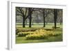 Daffodils, Green Park, London, England, United Kingdom, Europe-Stuart Black-Framed Photographic Print