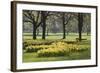 Daffodils, Green Park, London, England, United Kingdom, Europe-Stuart Black-Framed Photographic Print