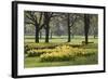 Daffodils, Green Park, London, England, United Kingdom, Europe-Stuart Black-Framed Photographic Print