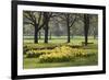 Daffodils, Green Park, London, England, United Kingdom, Europe-Stuart Black-Framed Photographic Print