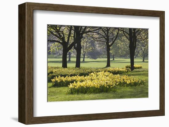 Daffodils, Green Park, London, England, United Kingdom, Europe-Stuart Black-Framed Photographic Print