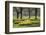 Daffodils, Green Park, London, England, United Kingdom, Europe-Stuart Black-Framed Photographic Print