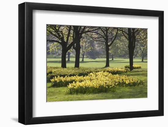 Daffodils, Green Park, London, England, United Kingdom, Europe-Stuart Black-Framed Photographic Print