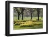 Daffodils, Green Park, London, England, United Kingdom, Europe-Stuart Black-Framed Photographic Print