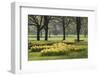 Daffodils, Green Park, London, England, United Kingdom, Europe-Stuart Black-Framed Photographic Print