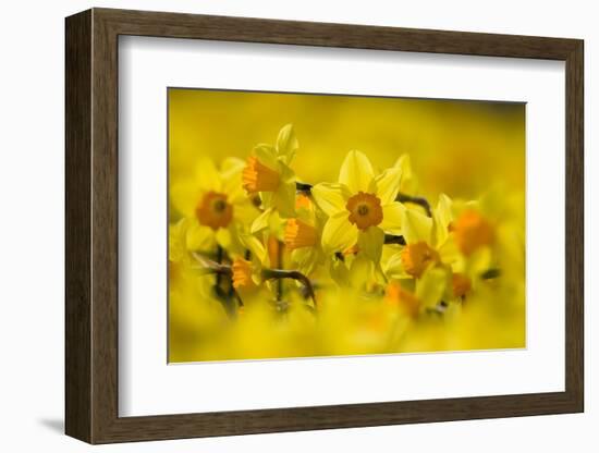 Daffodils grown for the commercial market, Norfolk, UK-Ernie Janes-Framed Photographic Print