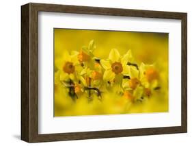 Daffodils grown for the commercial market, Norfolk, UK-Ernie Janes-Framed Photographic Print
