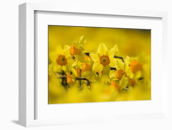 Daffodils grown for the commercial market, Norfolk, UK-Ernie Janes-Framed Photographic Print