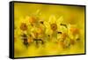 Daffodils grown for the commercial market, Norfolk, UK-Ernie Janes-Framed Stretched Canvas