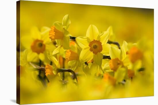 Daffodils grown for the commercial market, Norfolk, UK-Ernie Janes-Stretched Canvas