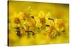 Daffodils grown for the commercial market, Norfolk, UK-Ernie Janes-Stretched Canvas