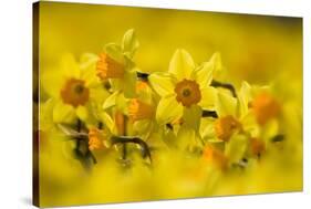 Daffodils grown for the commercial market, Norfolk, UK-Ernie Janes-Stretched Canvas