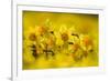 Daffodils grown for the commercial market, Norfolk, UK-Ernie Janes-Framed Photographic Print