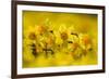 Daffodils grown for the commercial market, Norfolk, UK-Ernie Janes-Framed Photographic Print