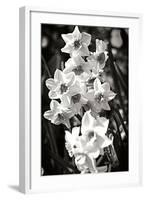 Daffodils I-Alan Hausenflock-Framed Photographic Print