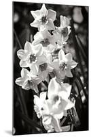 Daffodils I-Alan Hausenflock-Mounted Photographic Print