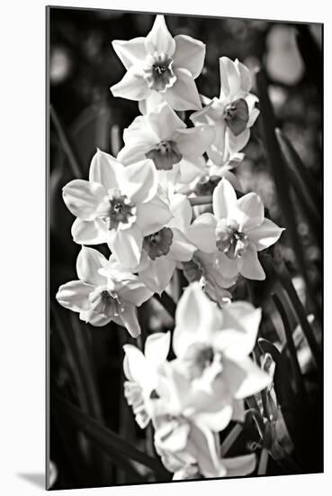 Daffodils I-Alan Hausenflock-Mounted Photographic Print