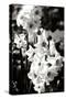 Daffodils II-Alan Hausenflock-Stretched Canvas