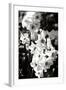 Daffodils II-Alan Hausenflock-Framed Photographic Print
