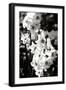 Daffodils II-Alan Hausenflock-Framed Photographic Print