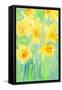 Daffodils II-Samuel Dixon-Framed Stretched Canvas