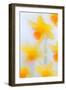 Daffodils in flower photographed using soft focus technique-Ernie Janes-Framed Photographic Print