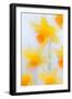 Daffodils in flower photographed using soft focus technique-Ernie Janes-Framed Photographic Print