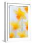 Daffodils in flower photographed using soft focus technique-Ernie Janes-Framed Photographic Print