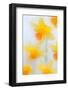 Daffodils in flower photographed using soft focus technique-Ernie Janes-Framed Photographic Print