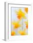 Daffodils in flower photographed using soft focus technique-Ernie Janes-Framed Photographic Print
