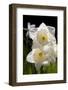 Daffodils in Garden, E. Haddam, Connecticut, USA-Lynn M^ Stone-Framed Photographic Print