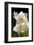 Daffodils in Garden, E. Haddam, Connecticut, USA-Lynn M^ Stone-Framed Photographic Print