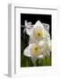 Daffodils in Garden, E. Haddam, Connecticut, USA-Lynn M^ Stone-Framed Photographic Print