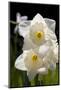 Daffodils in Garden, E. Haddam, Connecticut, USA-Lynn M^ Stone-Mounted Photographic Print