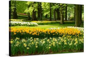 Daffodils in Spring Garden-neirfy-Stretched Canvas