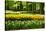 Daffodils in Spring Garden-neirfy-Stretched Canvas