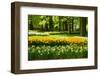 Daffodils in Spring Garden-neirfy-Framed Photographic Print