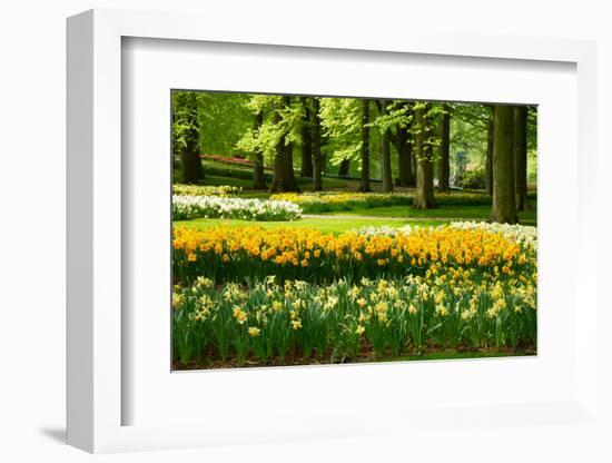 Daffodils in Spring Garden-neirfy-Framed Photographic Print