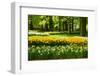 Daffodils in Spring Garden-neirfy-Framed Photographic Print