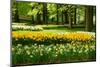 Daffodils in Spring Garden-neirfy-Mounted Photographic Print