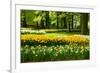 Daffodils in Spring Garden-neirfy-Framed Photographic Print