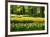 Daffodils in Spring Garden-neirfy-Framed Photographic Print