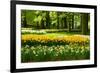 Daffodils in Spring Garden-neirfy-Framed Photographic Print