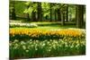 Daffodils in Spring Garden-neirfy-Mounted Photographic Print