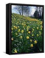 Daffodils in Spring-Jeremy Bright-Framed Stretched Canvas