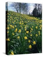 Daffodils in Spring-Jeremy Bright-Stretched Canvas