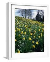 Daffodils in Spring-Jeremy Bright-Framed Photographic Print