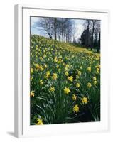 Daffodils in Spring-Jeremy Bright-Framed Photographic Print